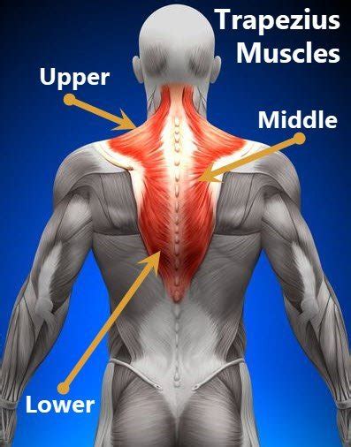 trapezius muscle tear test|trapezius muscle strain diagnosis.